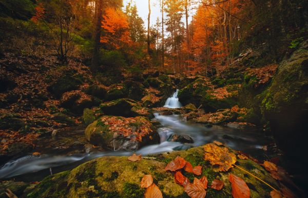 Rißlochwasserfälle im Bayerischen Wald im Herbst mit bunte Blätter